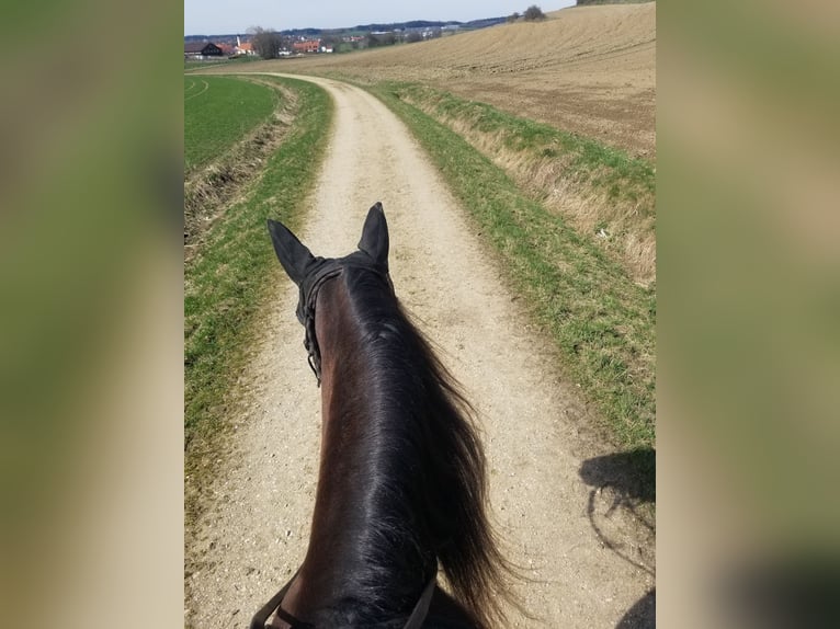 Andalou Croisé Jument 5 Ans 156 cm Grullo in Benissa