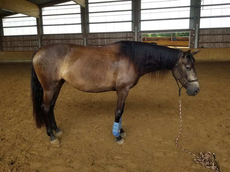 Andalou Croisé Jument 5 Ans 156 cm Grullo in Benissa