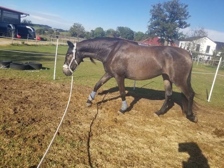 Andalou Croisé Jument 5 Ans 156 cm Grullo in Benissa