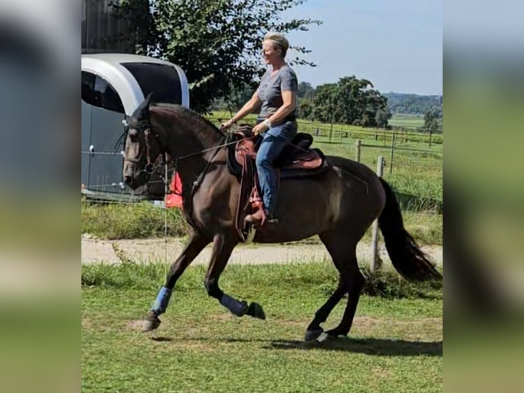 Andalou Croisé Jument 5 Ans 156 cm Grullo in Benissa