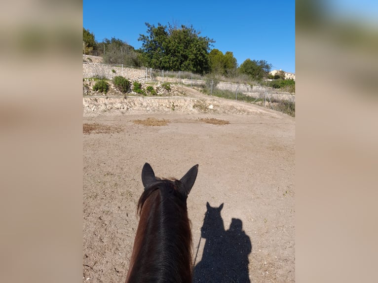 Andalou Croisé Jument 5 Ans 156 cm Grullo in Benissa