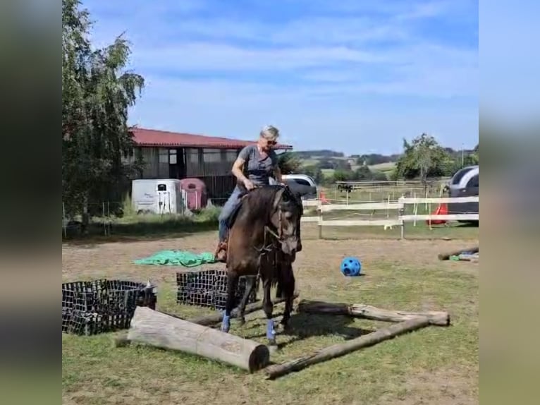 Andalou Croisé Jument 5 Ans 156 cm Grullo in Benissa