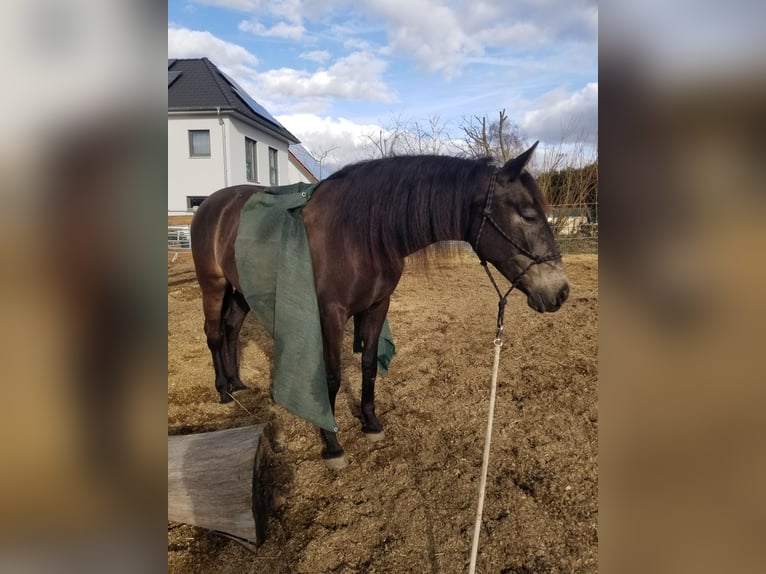 Andalou Croisé Jument 5 Ans 156 cm Grullo in Benissa