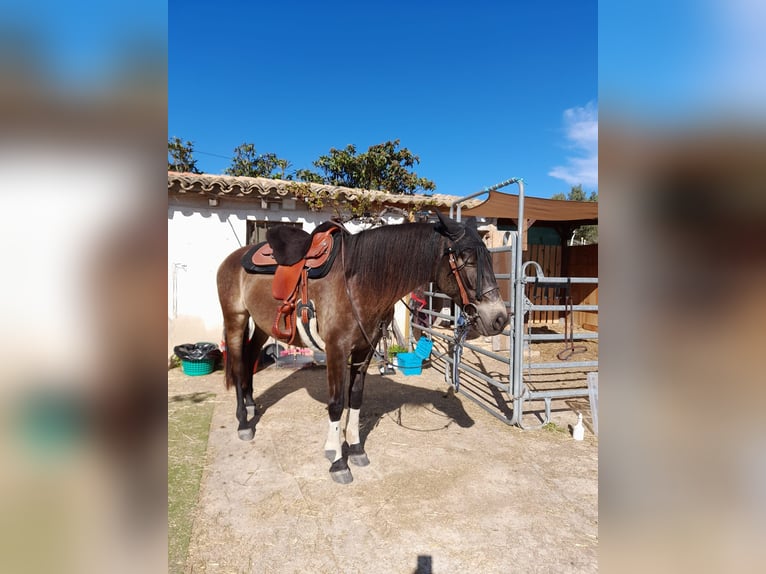 Andalou Croisé Jument 5 Ans 156 cm Grullo in Benissa