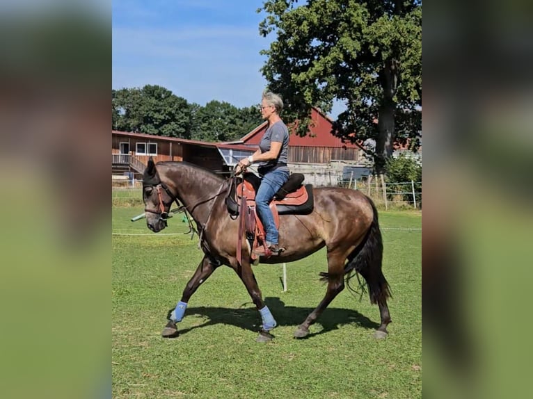 Andalou Croisé Jument 5 Ans 156 cm Grullo in Benissa