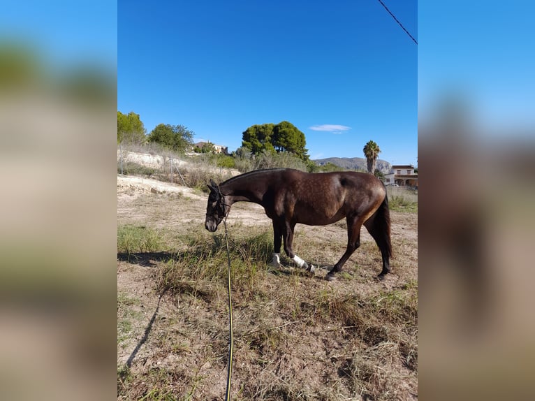 Andalou Croisé Jument 5 Ans 156 cm Grullo in Benissa