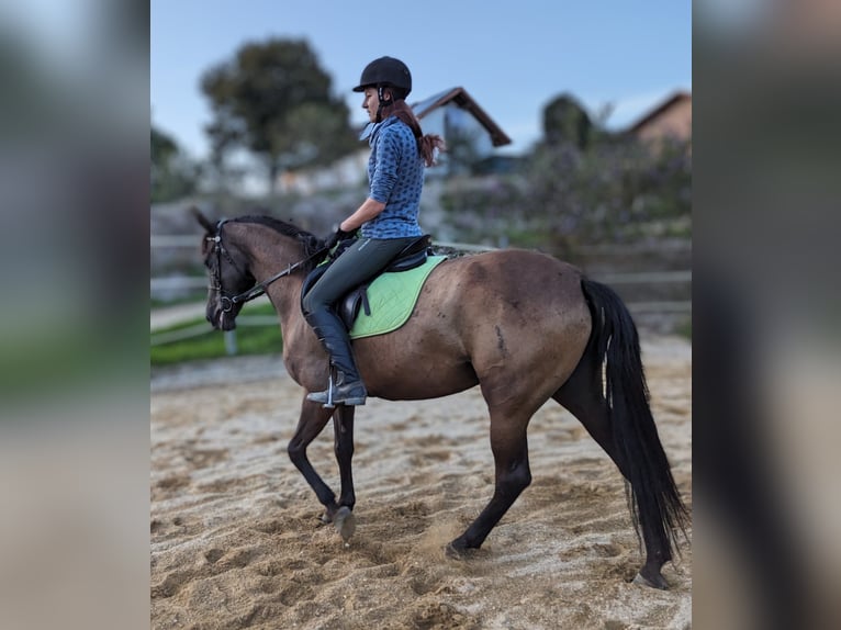 Andalou Jument 5 Ans 158 cm in Pfarrkirchen