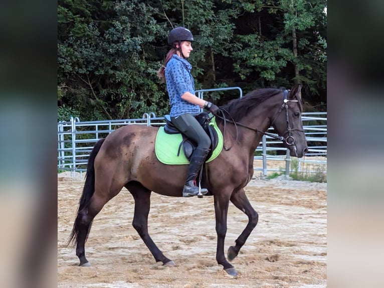 Andalou Jument 5 Ans 158 cm in Pfarrkirchen