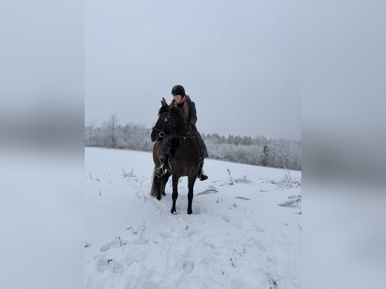 Andalou Croisé Jument 5 Ans 158 cm Noir in Freudenberg