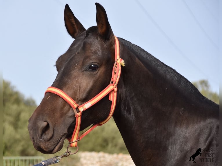 Andalou Jument 5 Ans 158 cm Noir in Menorca