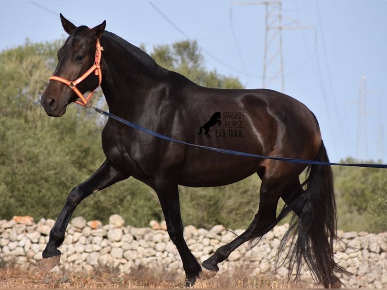 Andalou Jument 5 Ans 158 cm Noir in Menorca