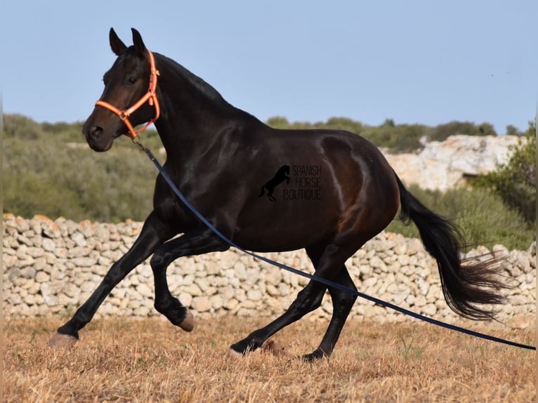 Andalou Jument 5 Ans 158 cm Noir in Menorca