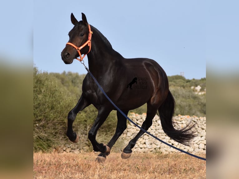 Andalou Jument 5 Ans 158 cm Noir in Menorca