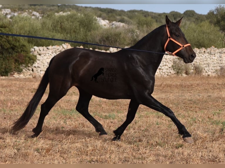 Andalou Jument 5 Ans 158 cm Noir in Menorca