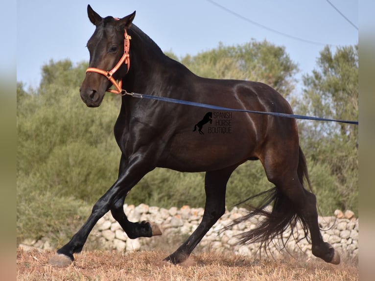 Andalou Jument 5 Ans 158 cm Noir in Menorca