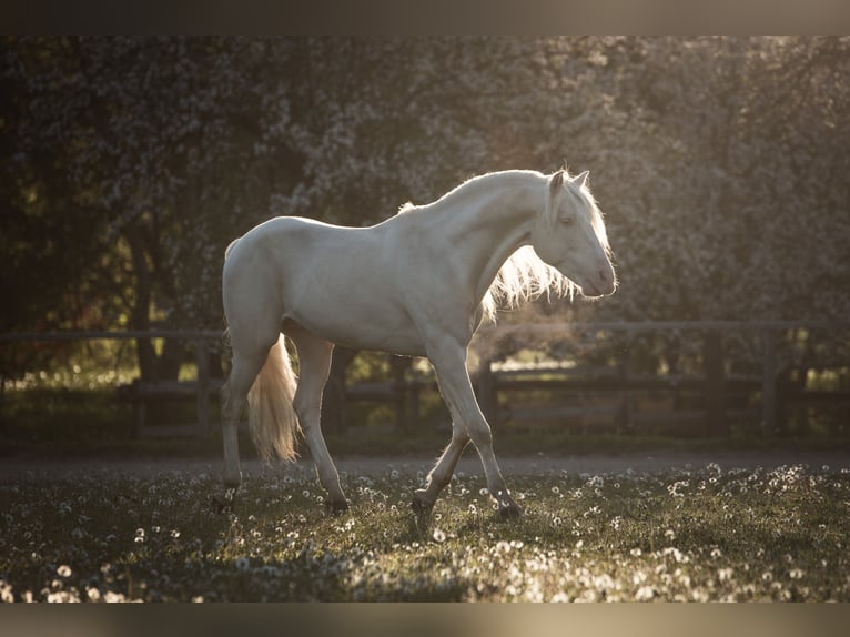 Andalou Jument 5 Ans 159 cm Cremello in Parsberg