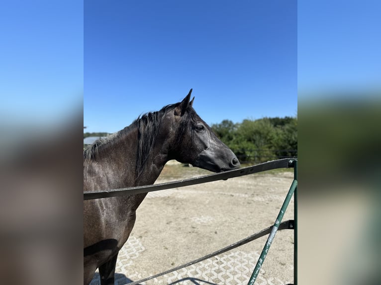 Andalou Croisé Jument 5 Ans 160 cm in Thierhaupten