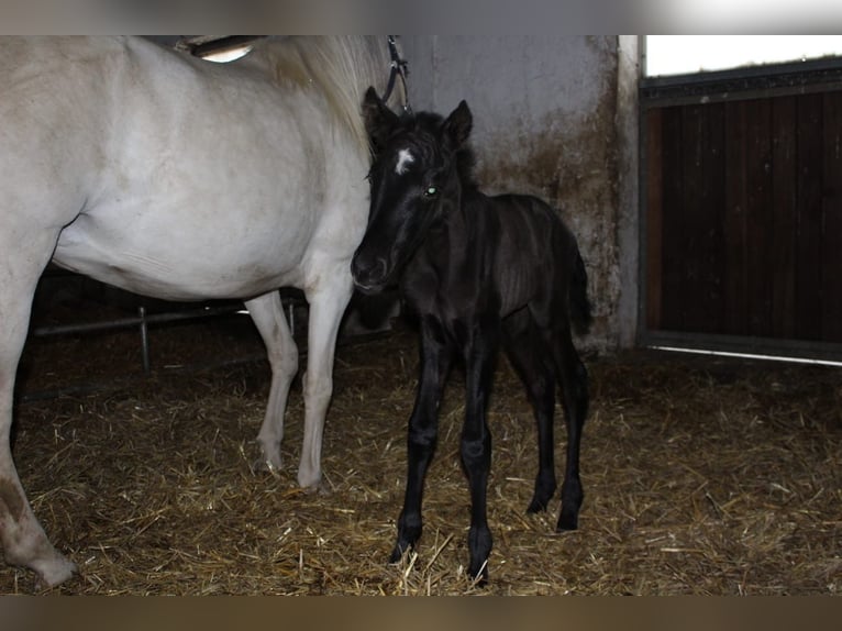 Andalou Croisé Jument 5 Ans 160 cm in Thierhaupten