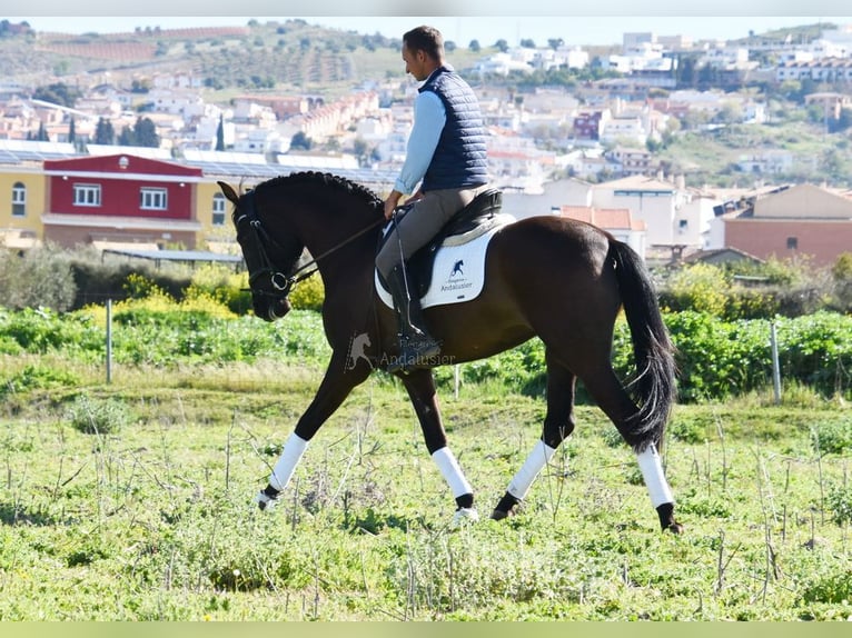 Andalou Jument 5 Ans 160 cm Noir in Provinz Granada