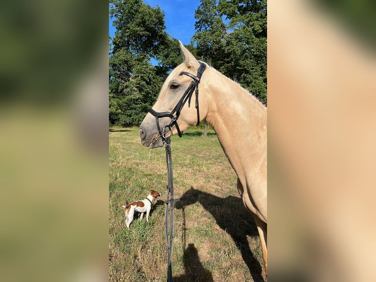 Andalou Jument 5 Ans 160 cm Palomino in Darmstadt