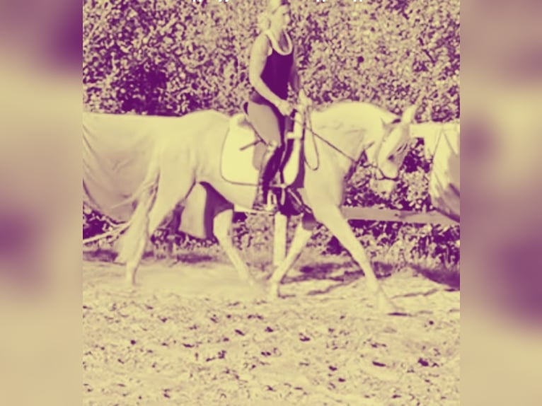 Andalou Jument 5 Ans 160 cm Palomino in Darmstadt