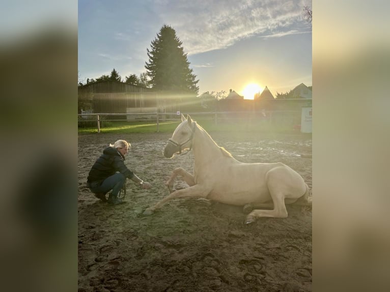 Andalou Jument 5 Ans 160 cm Palomino in Darmstadt