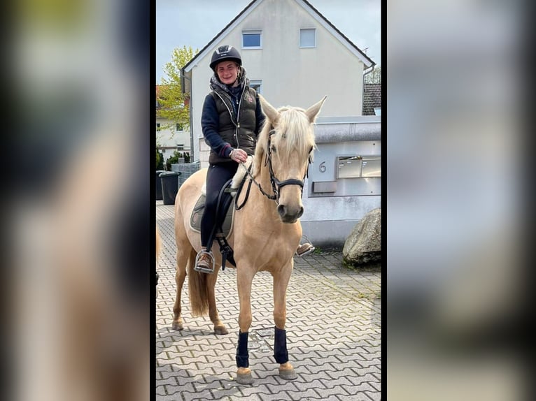 Andalou Jument 5 Ans 160 cm Palomino in Darmstadt