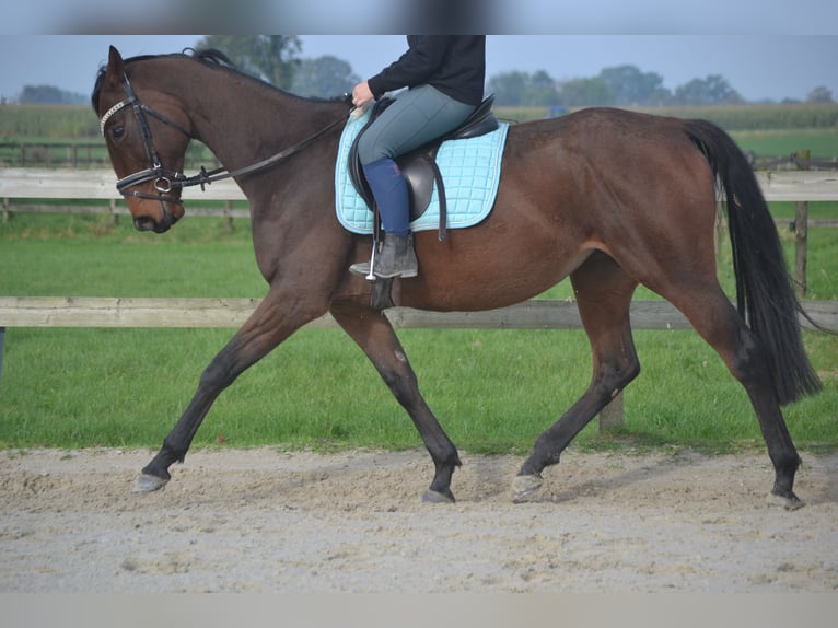 Andalou Jument 5 Ans 162 cm Bai in Breda