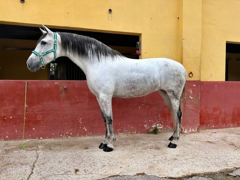 Andalou Jument 5 Ans 163 cm Gris in Terrassa