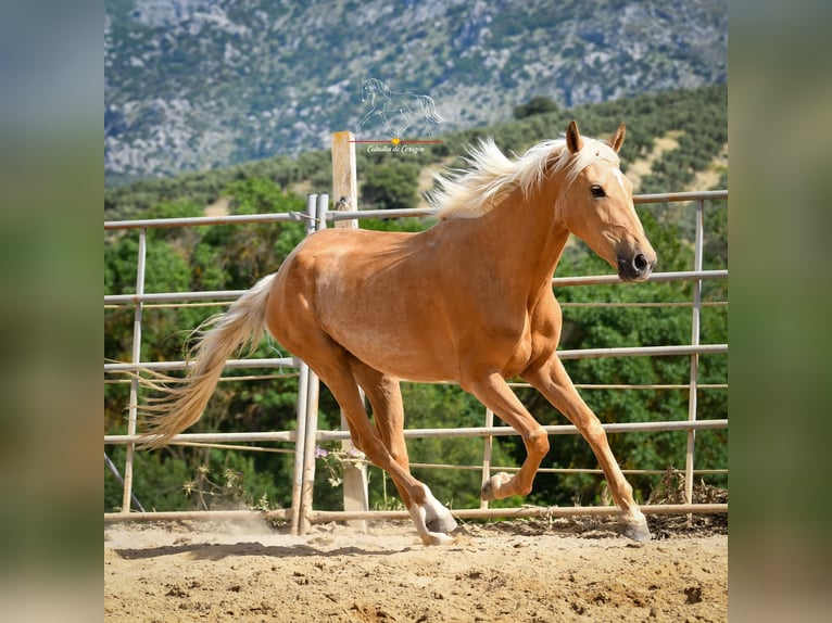 Andalou Jument 5 Ans 163 cm Palomino in Malaga