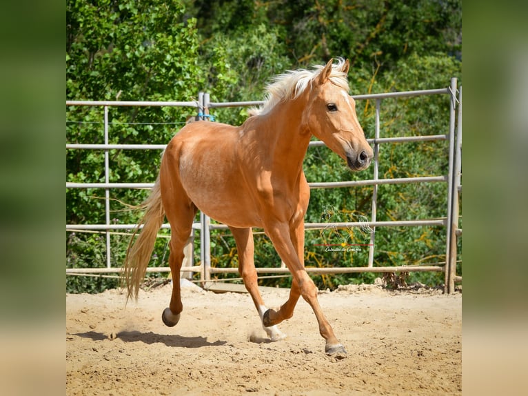 Andalou Jument 5 Ans 163 cm Palomino in Malaga
