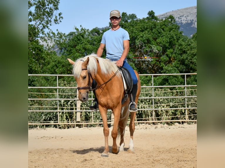 Andalou Jument 5 Ans 163 cm Palomino in Malaga