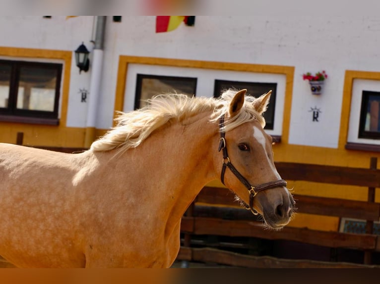 Andalou Jument 5 Ans 164 cm Palomino in Polenz
