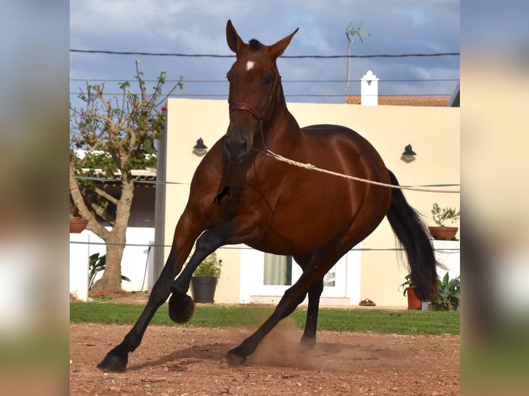 Andalou Jument 5 Ans 170 cm Bai in Menorca