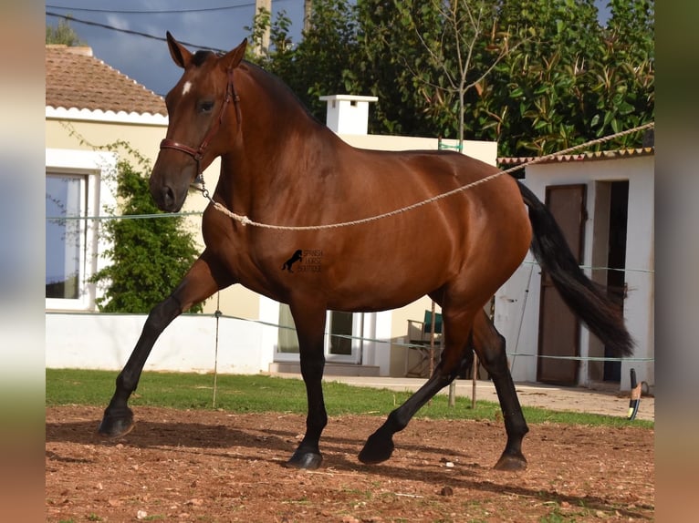 Andalou Jument 5 Ans 170 cm Bai in Menorca