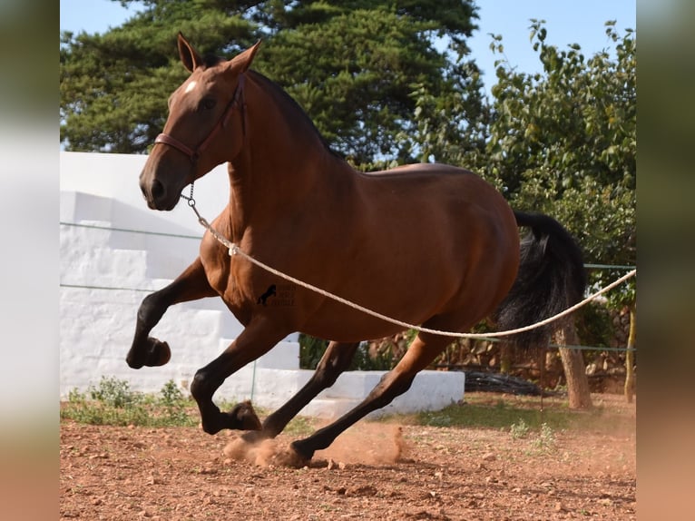 Andalou Jument 5 Ans 170 cm Bai in Menorca