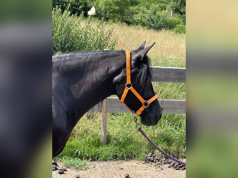 Andalou Croisé Jument 6 Ans 148 cm Noir in Heinzenberg