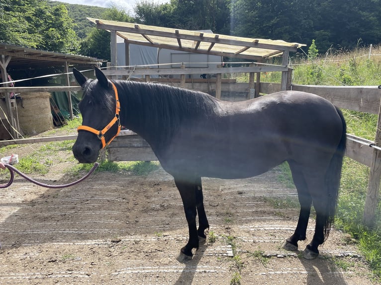 Andalou Croisé Jument 6 Ans 148 cm Noir in Heinzenberg