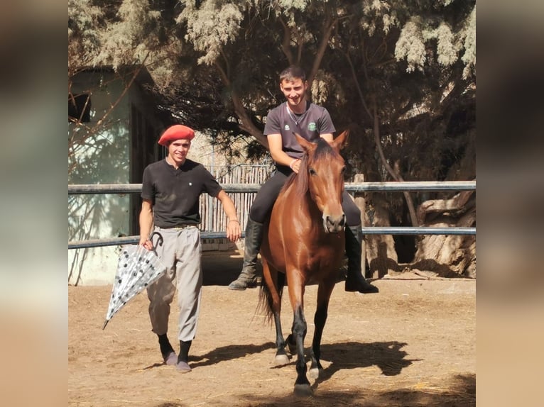 Andalou Jument 6 Ans 150 cm Bai in Adra Almeria