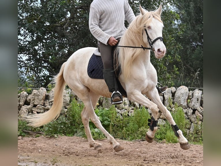 Andalou Jument 6 Ans 153 cm Cremello in Mallorca