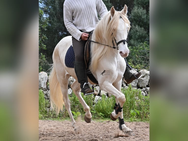 Andalou Jument 6 Ans 153 cm Cremello in Mallorca