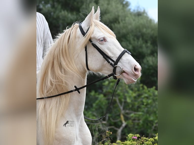 Andalou Jument 6 Ans 153 cm Cremello in Mallorca