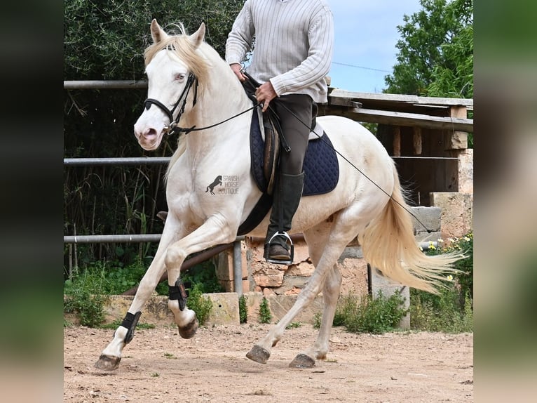 Andalou Jument 6 Ans 153 cm Cremello in Mallorca