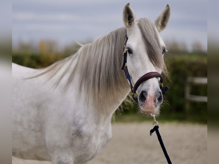 Andalou Jument 6 Ans 153 cm Gris in Neustadt (Wied)