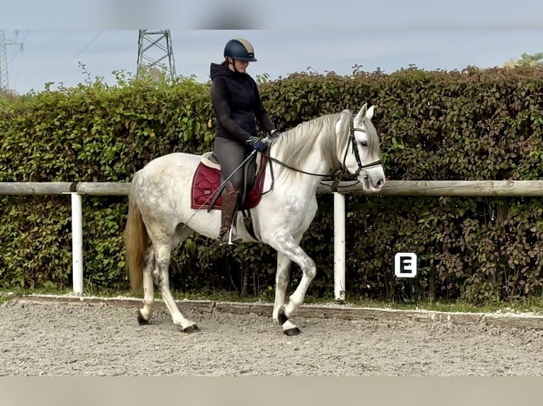 Andalou Jument 6 Ans 153 cm Gris in Neustadt (Wied)