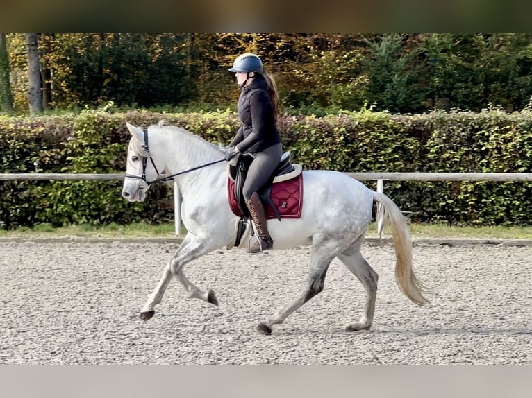 Andalou Jument 6 Ans 153 cm Gris in Neustadt (Wied)