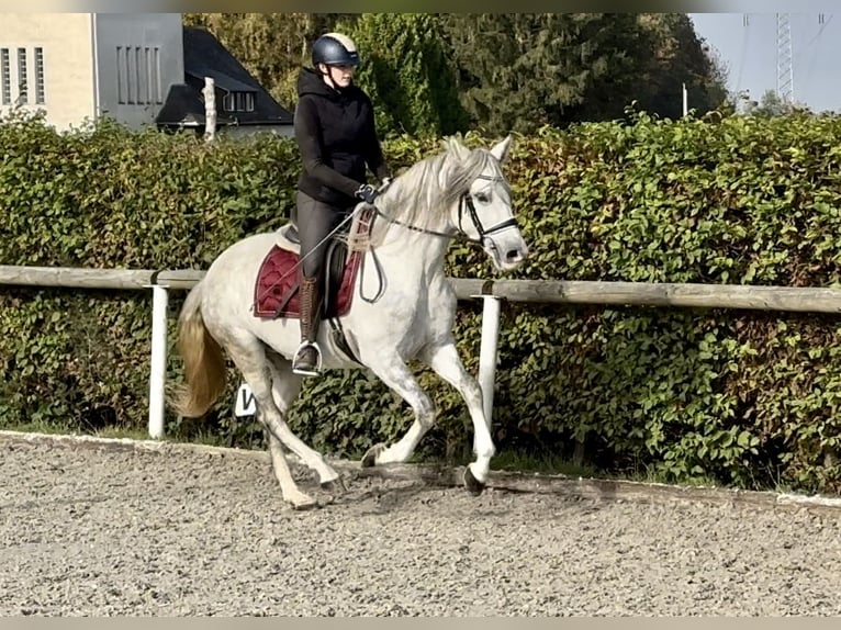 Andalou Jument 6 Ans 153 cm Gris in Neustadt (Wied)