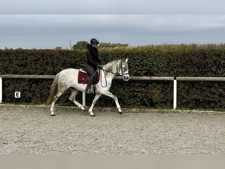 Andalou Jument 6 Ans 153 cm Gris in Neustadt (Wied)