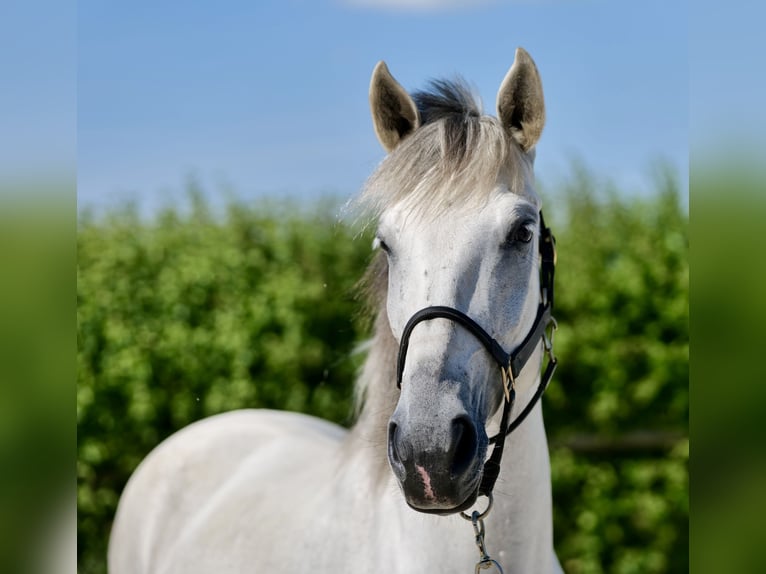 Andalou Jument 6 Ans 153 cm Gris in Neustadt (Wied)