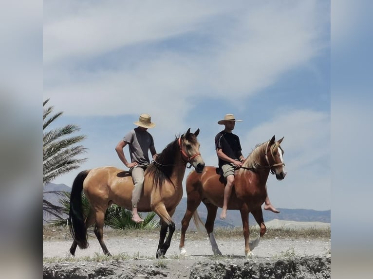 Andalou Jument 6 Ans 153 cm Isabelle in Adra Almeria